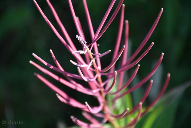 shasta2019sept4th47fireweed1io.jpg