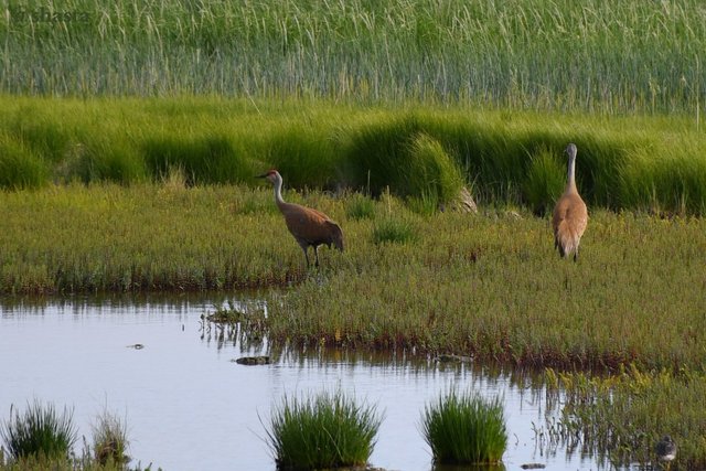 shasta2019sept19th47sandhillcrane3io.jpg