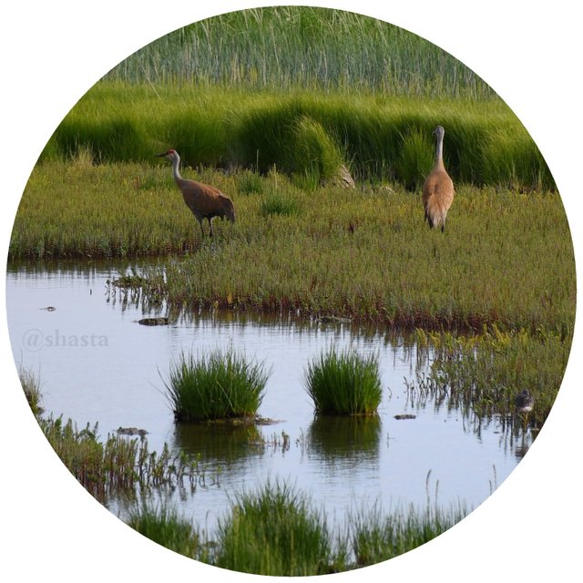 shasta2019sept19th47sandhillcrane2io.jpg