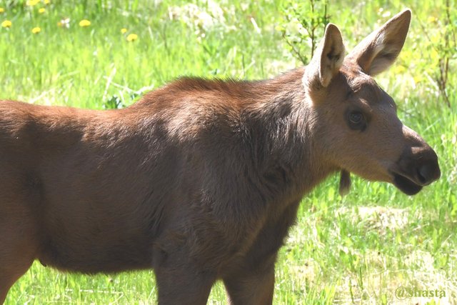 shasta2019sept16th47moose3io.jpg