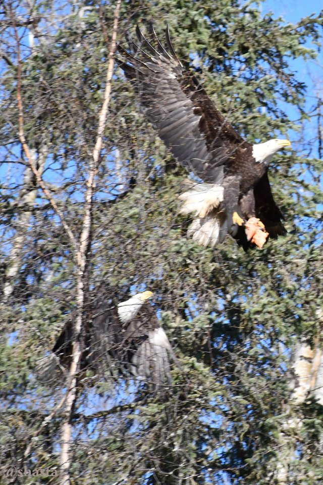 shasta2019nov14theagles3io.jpg