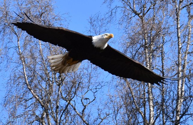 shasta2019nov14theagles8io.jpg