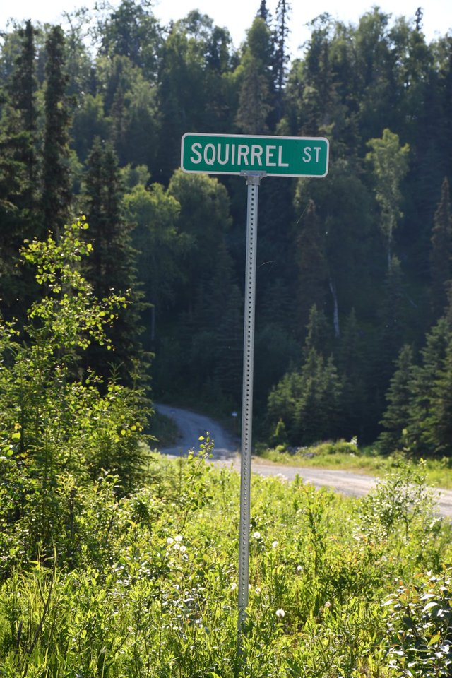 shasta2019july26th47squirrel1io.jpg