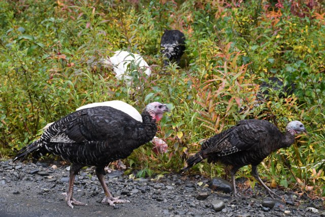 shasta2019dec5th47turkey2io.jpg