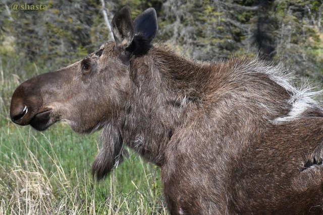 shasta2020march31st47moose6io.jpg