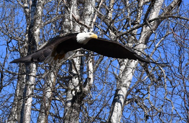 shasta2019nov14theagles5io.jpg
