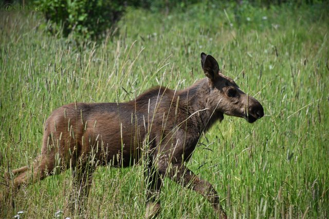 shasta2019july29th47moose2io.jpg