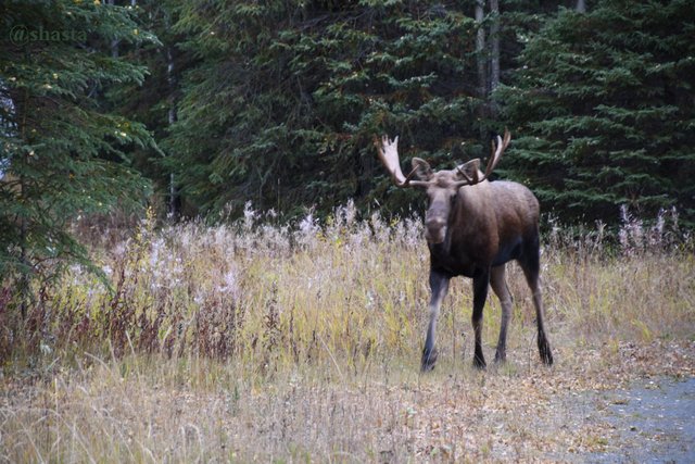 shasta2019dec26th47bullmoose8io.jpg