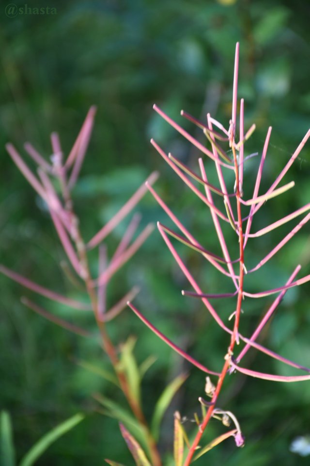 shasta2019sept4th47fireweed5io.jpg