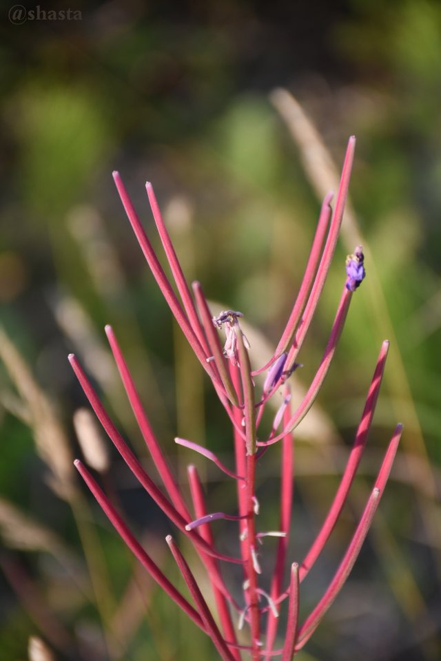 shasta2019sept4th47fireweed6io.jpg