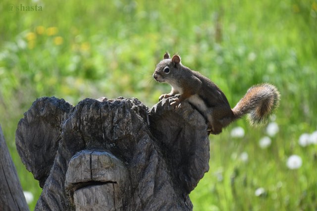 shasta2019july26th47squirrel2io.jpg