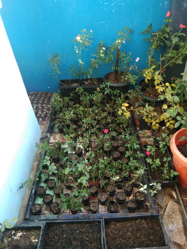 received_297650018243555.jpeg