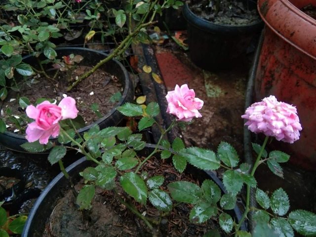 received_1541718069370239.jpeg