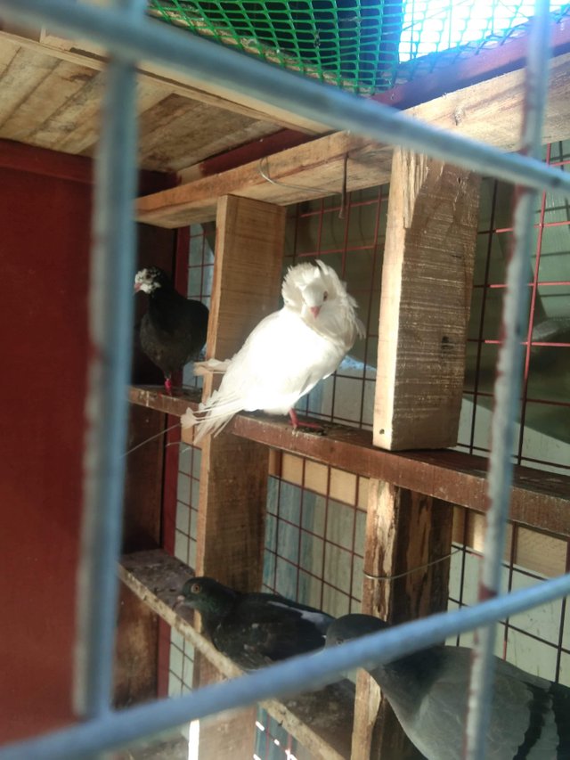 received_346086219727712.jpeg
