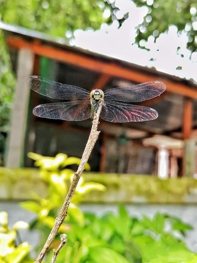 Dragonfly .jpg
