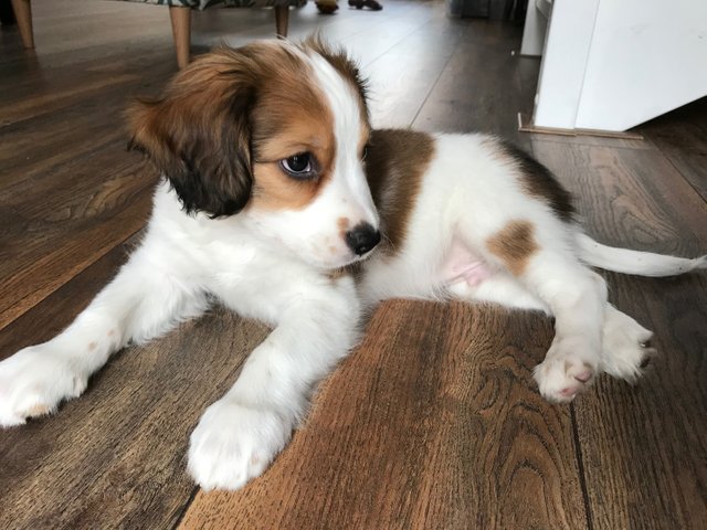 Kooikerhondje_puppy.jpg