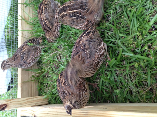 Quail in Tractor.JPG