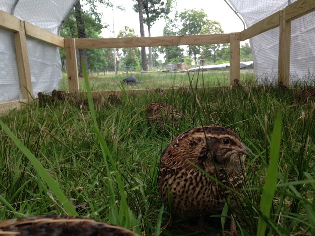 Quail Checking Me Out.JPG