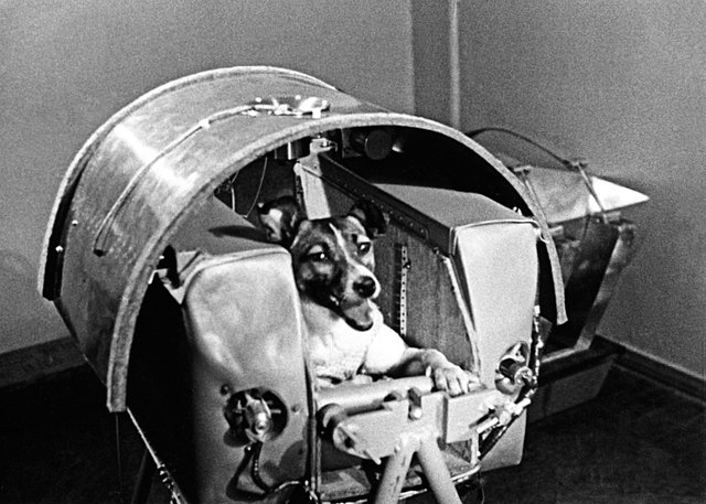 laika space dog.jpg