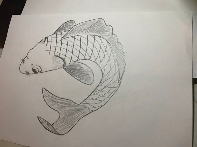 My First Koi Fish Drawing.jpg