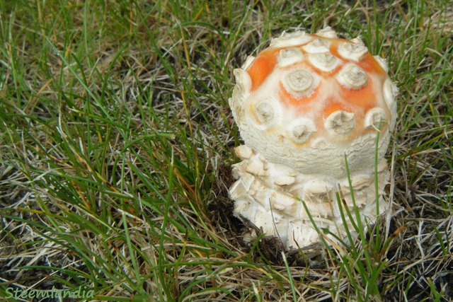 steemlandia2019sept6th47mushroom1ia.jpg