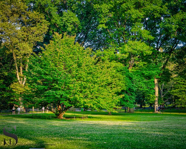 1 1 trees central Park3.jpg