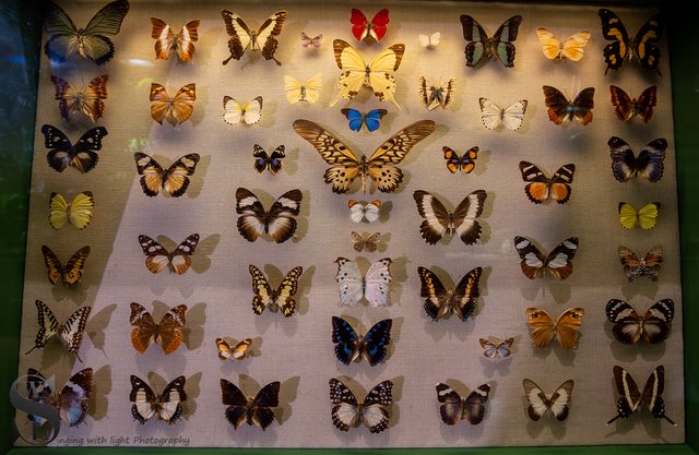 1 1 MONH Butterflies.jpg