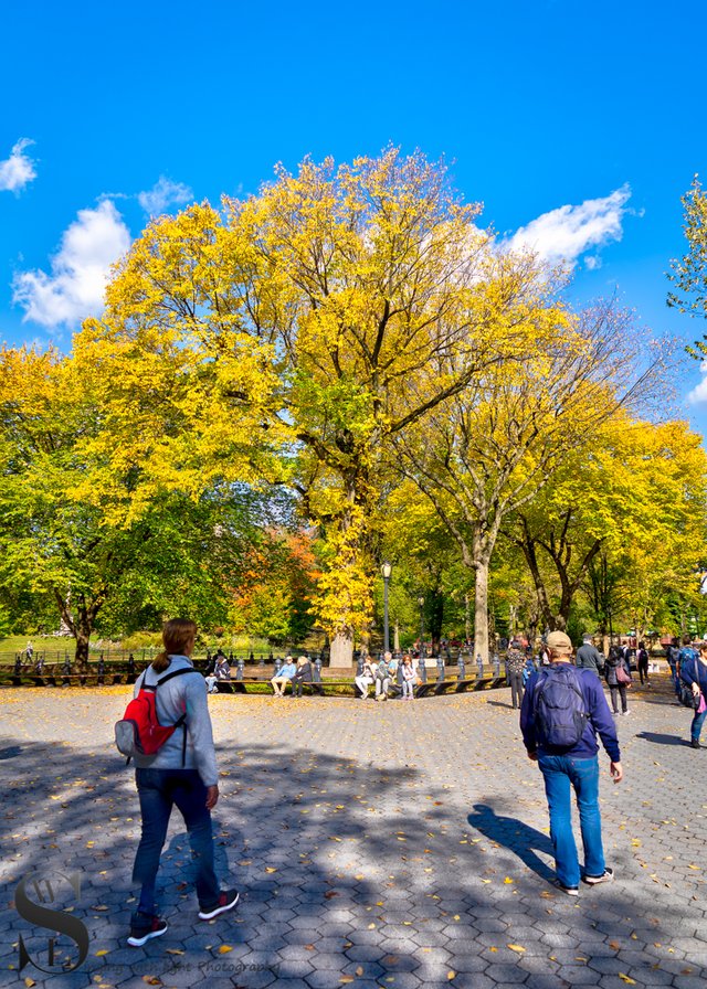 1 1 Fall in Central Park.jpg