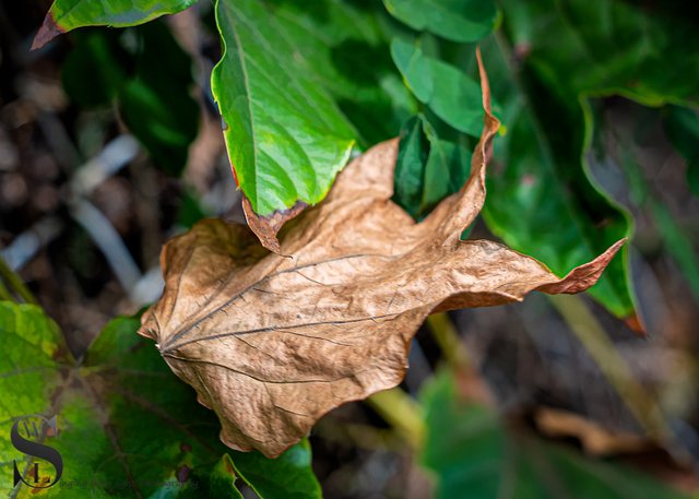 1 WW signs of fall ish2.jpg