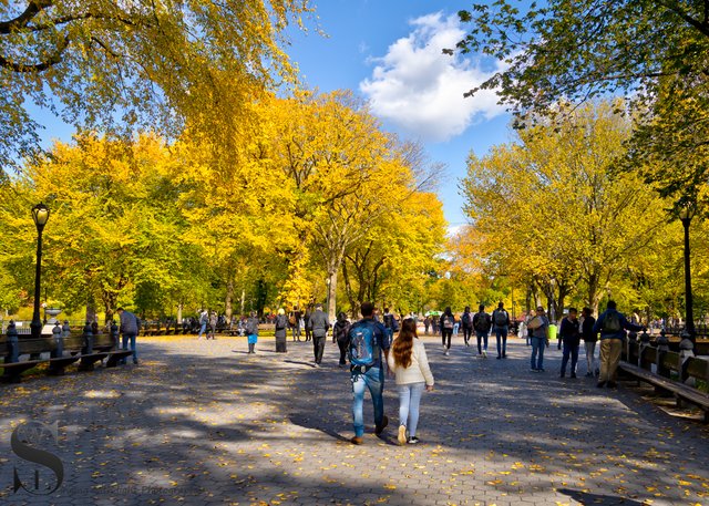 1 1 Fall in Central Park2.jpg