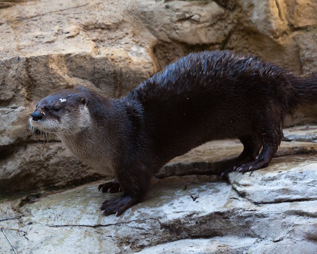 River Otter Portrait.jpg