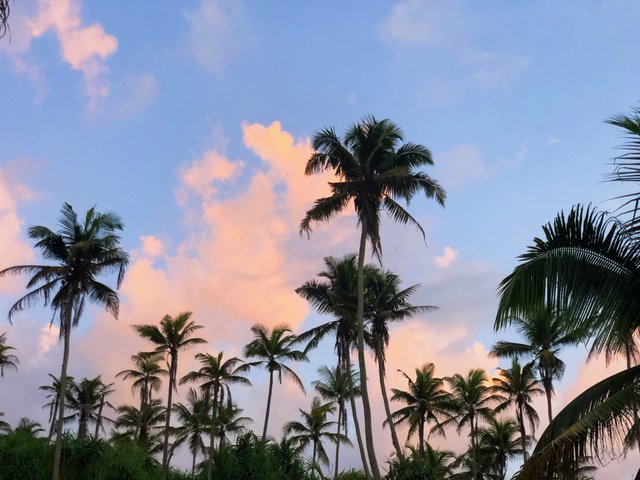 sunset sky and palms