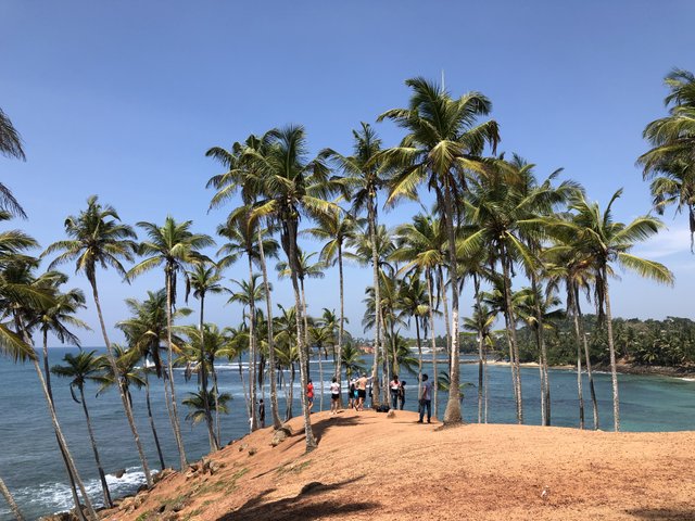 People posing on palm tree viewpoint