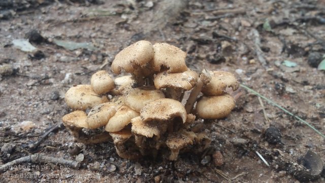 MushroomCondo3.jpg