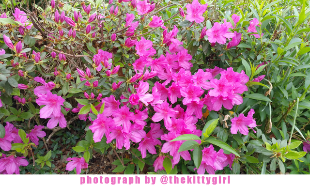 FuchsiaAzaleas3.png