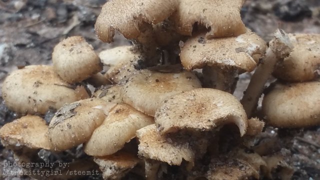 MushroomCondo4.jpg