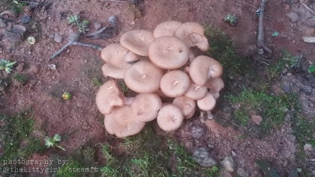 MushroomCondo2.jpg