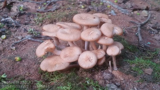 MushroomCondo1.jpg