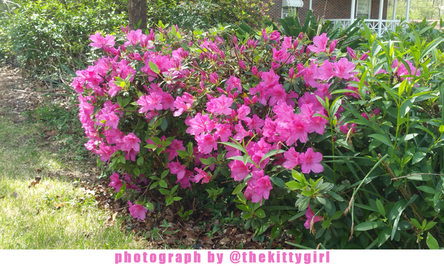 FuchsiaAzaleas2.png