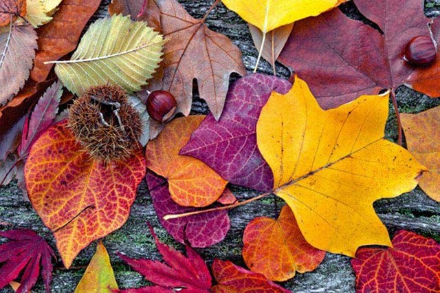 XL_528_autumn_leaves.jpg