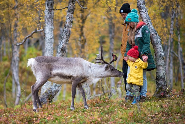 fenna nose reindeer.jpg