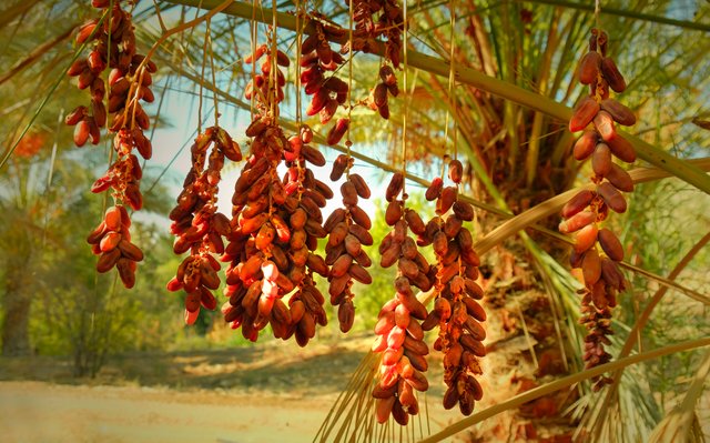 palm tree3.jpg