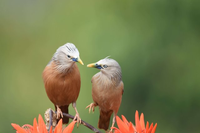 Birdlove 10.jpg