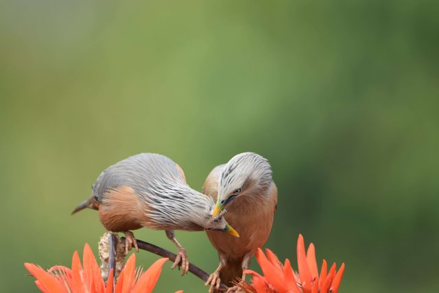 Birdlove 6.jpg