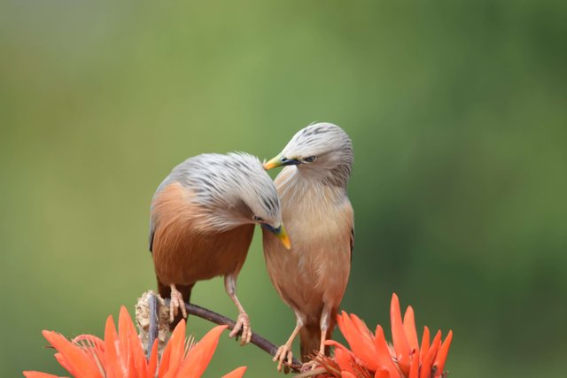 Birdlove 5.jpg