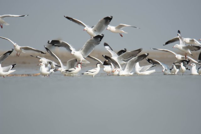 DSC_8621.jpg