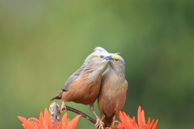 Birdlove 8.jpg