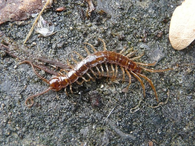 centipede_stone_lithobiomorpha_640x480.jpg