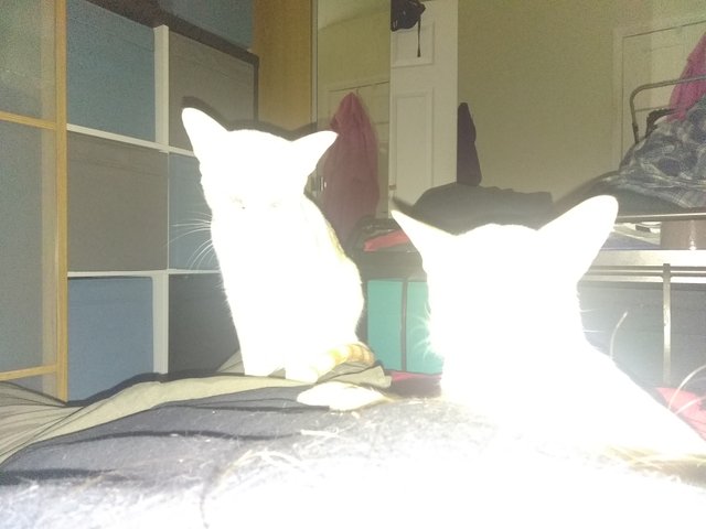 ghost cats