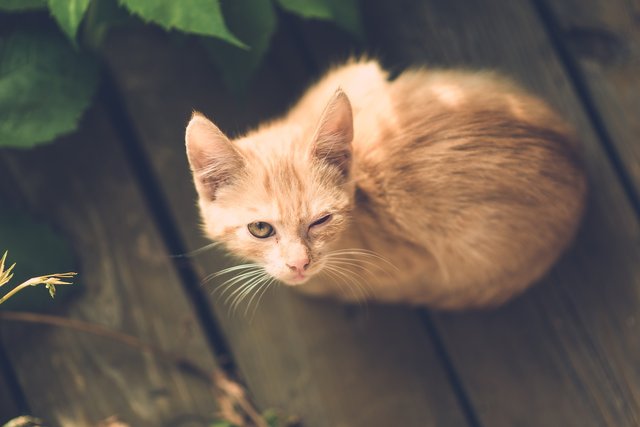 cat1593064_1920.jpg